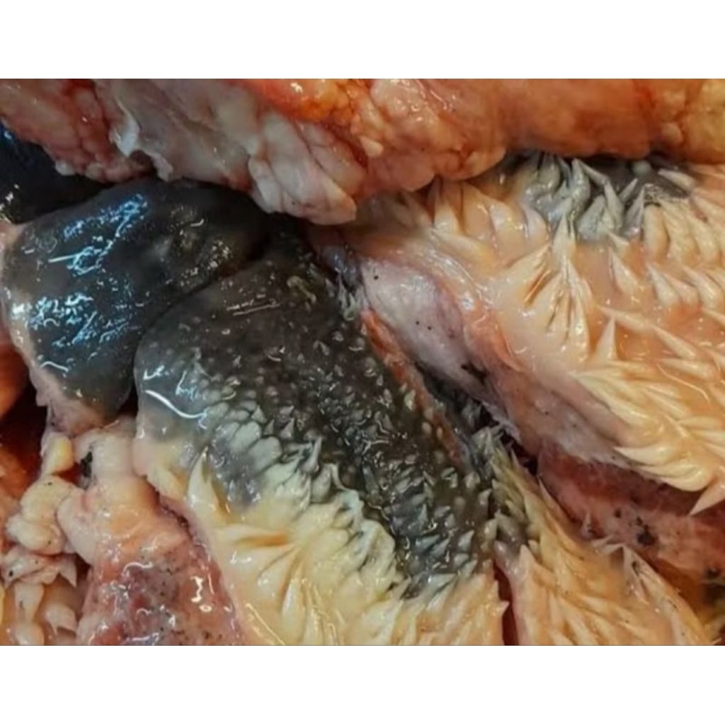 

Daging sapi bagian pala/cingur/lips 500g-1kg