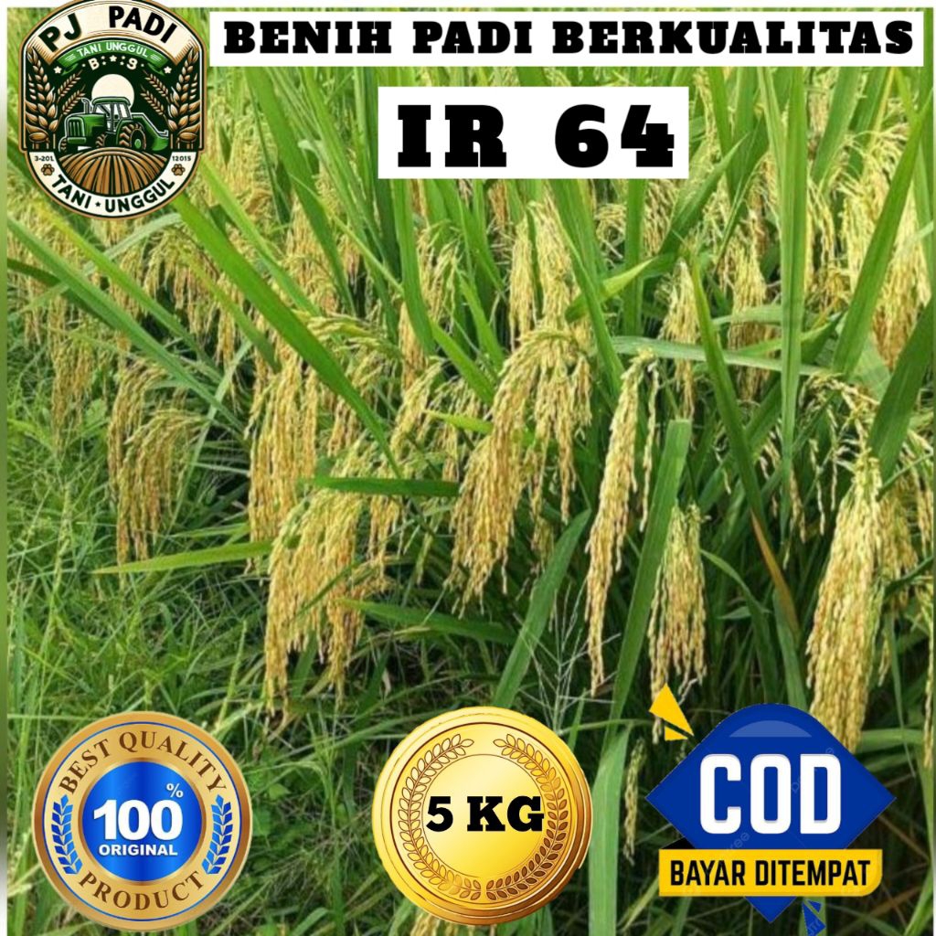 BENIH PADI UNGGUL IR 64 BERKUALITAS KEMASAN 5KG