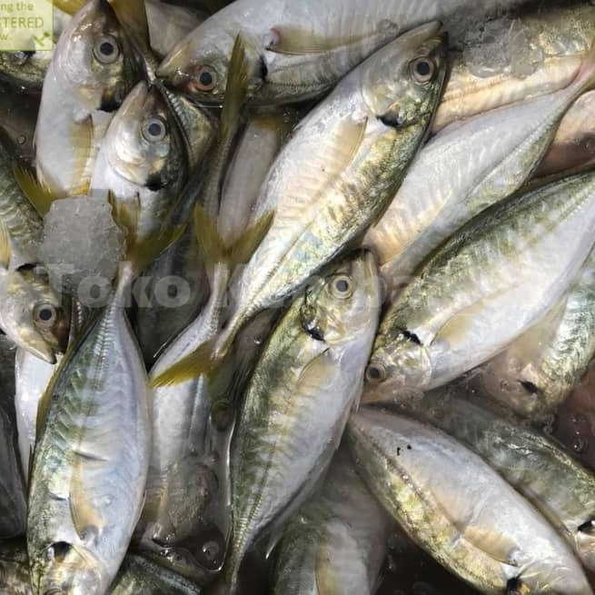 

Ikan Kembung Segar Ikan Kembung Como Ikan Como 1Kg
