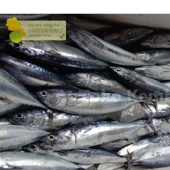 

Ikan Tongkol Segar Ikan Tongkol Deho Ikan Deho 1Kg