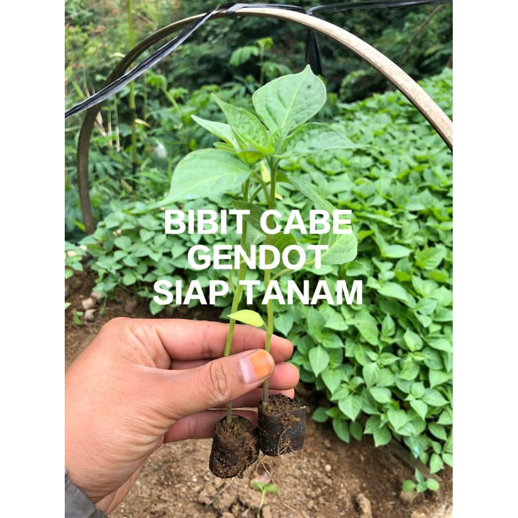 

paket 10 gratis 4 POHON BENIH CABE GENDOT SIAP TANAM/BIBIT CABAI GENDOT