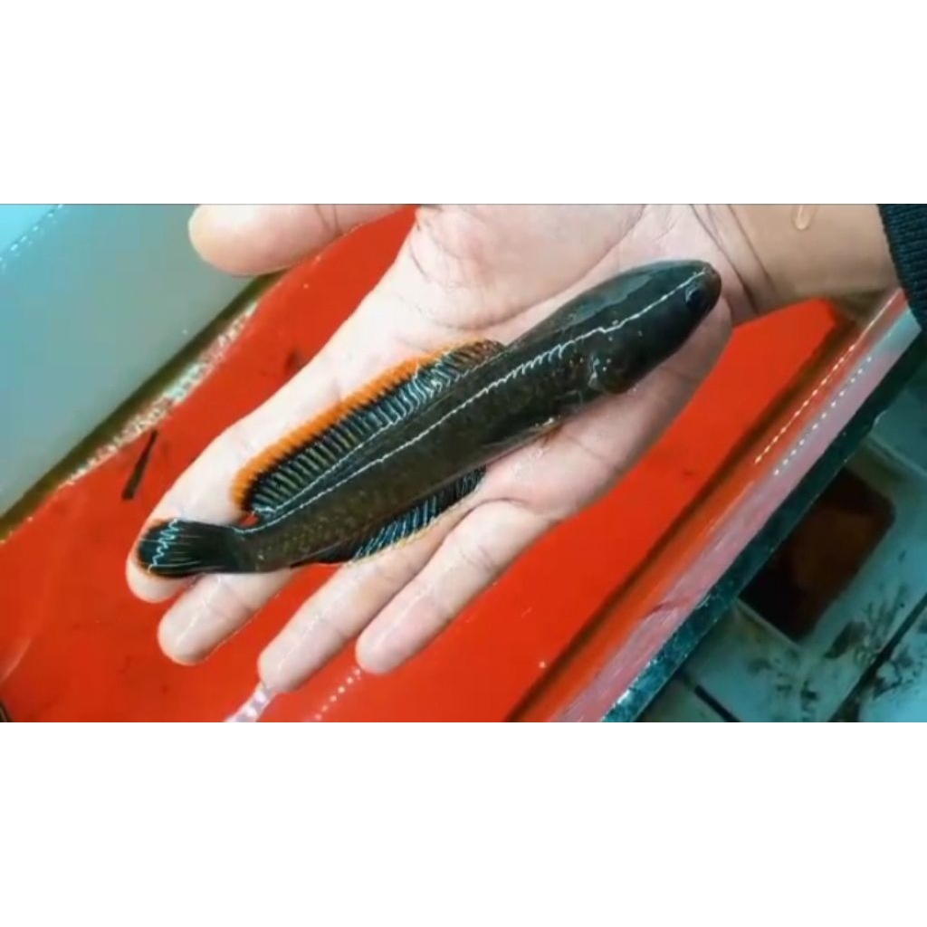 channa limbata WC rim tebal size (12-15)cm