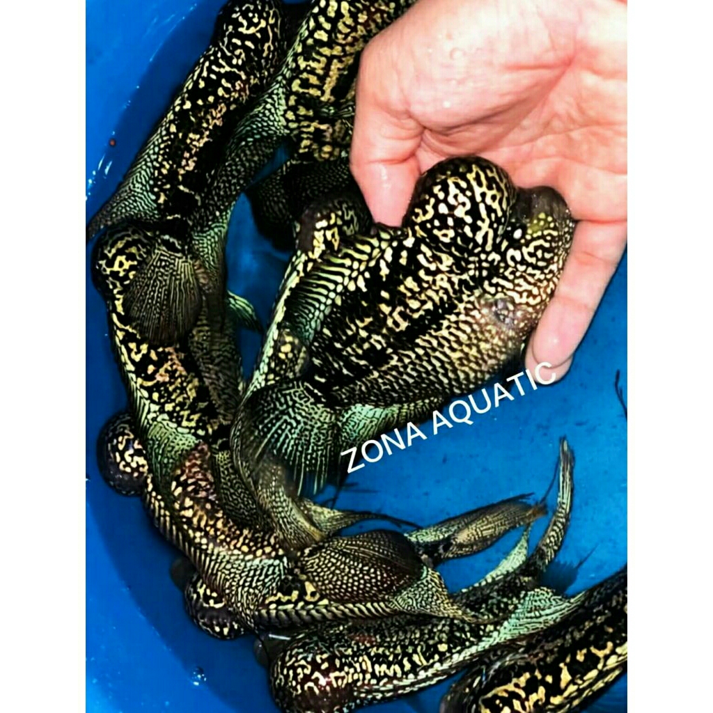 Zona Aquatic kamfa black Panther Thailand