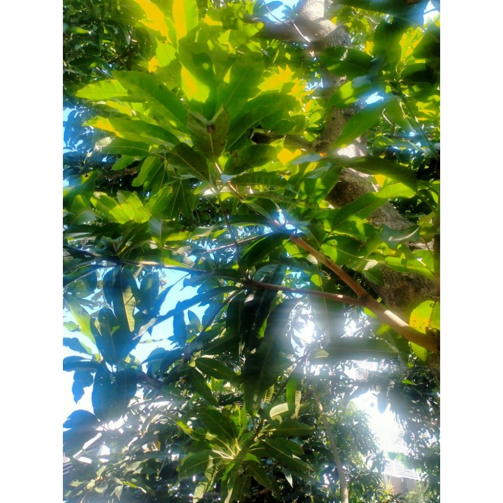 

DAUN MANGGA SEGAR BEBAS PESTISIDA((50lembar))