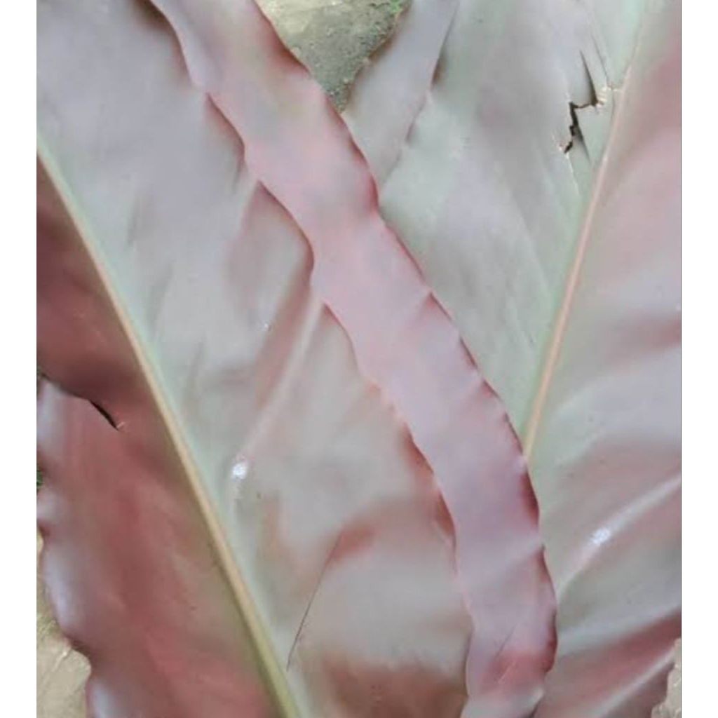 

Jual daun kecomrang atalw honje segar 400 grm