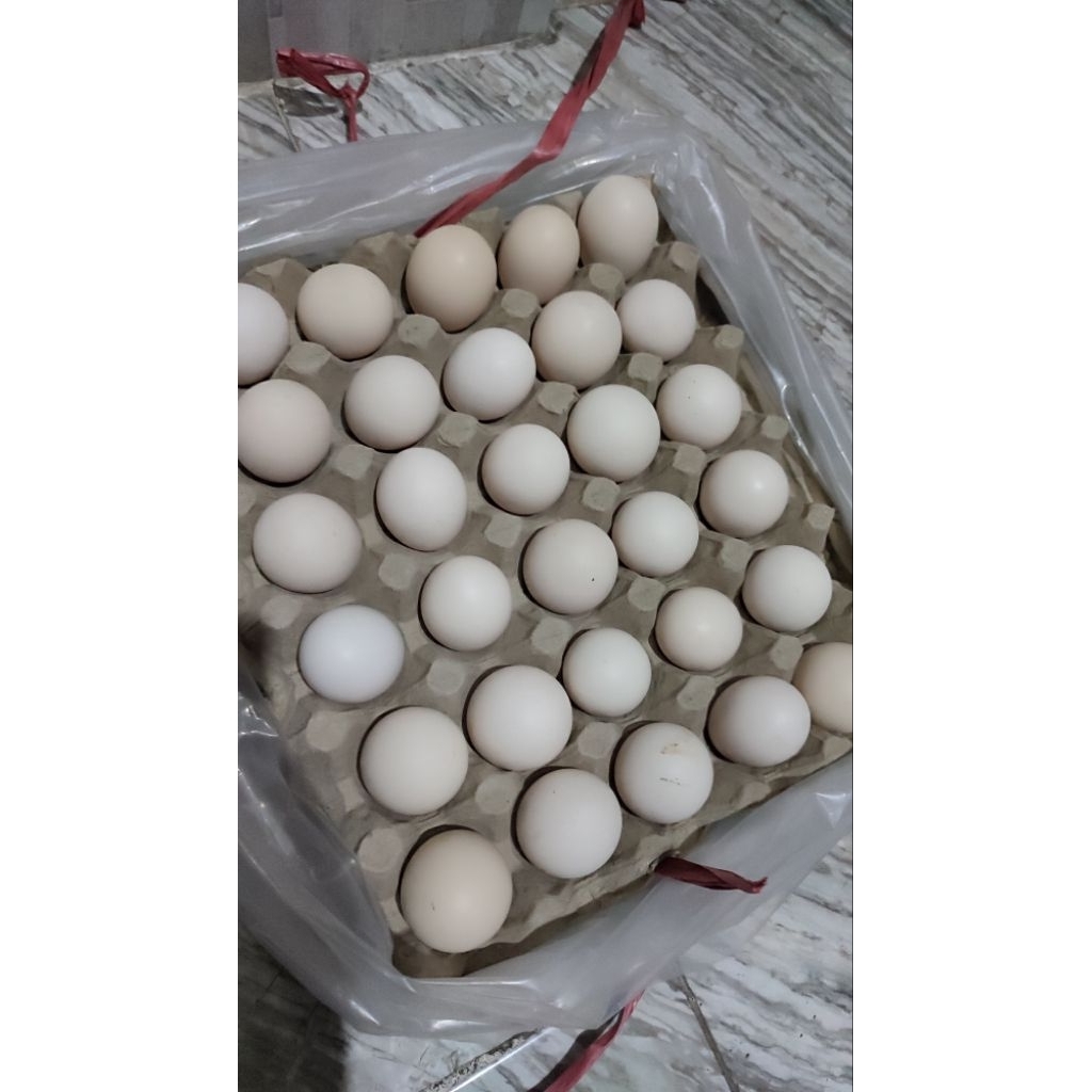 

TELUR AYAM KAMPUNG OMEGA FRESH DARI PETERNAKAN