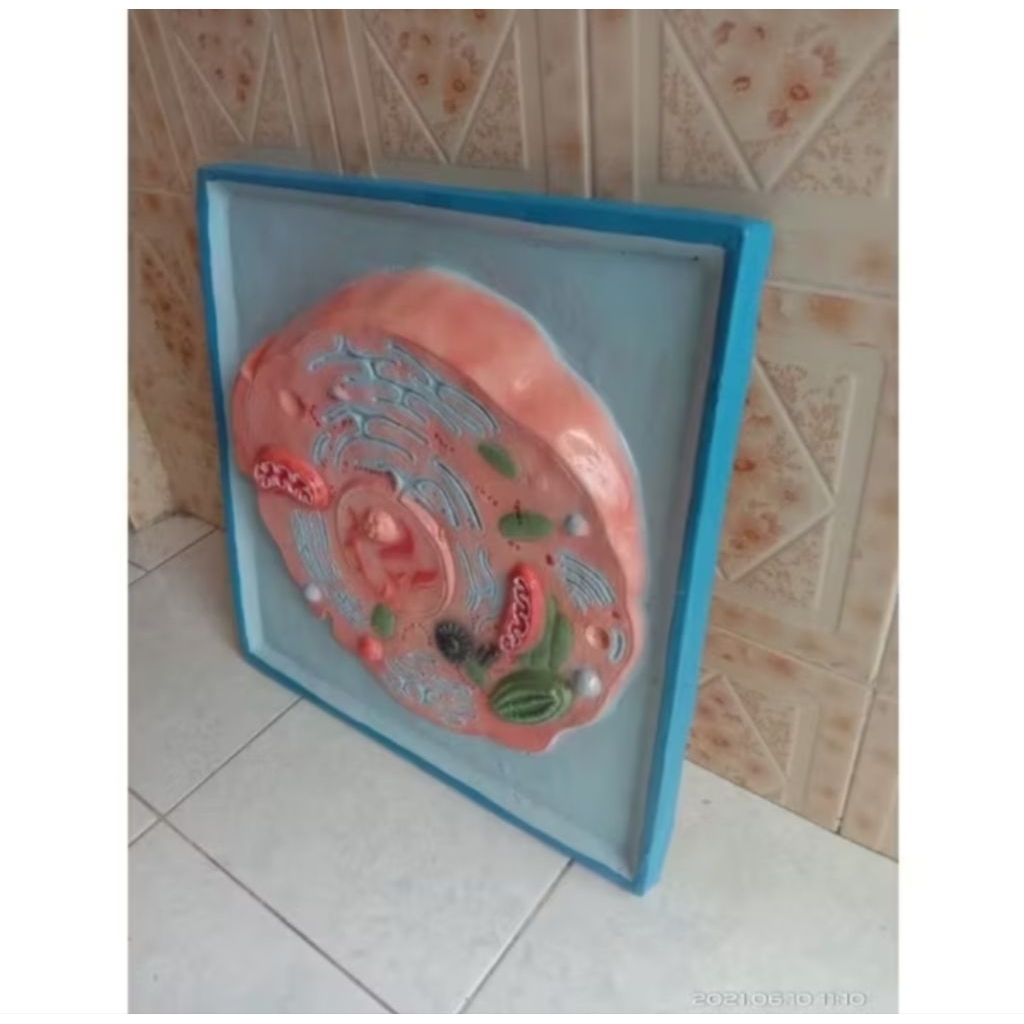 

penampang model sel umum