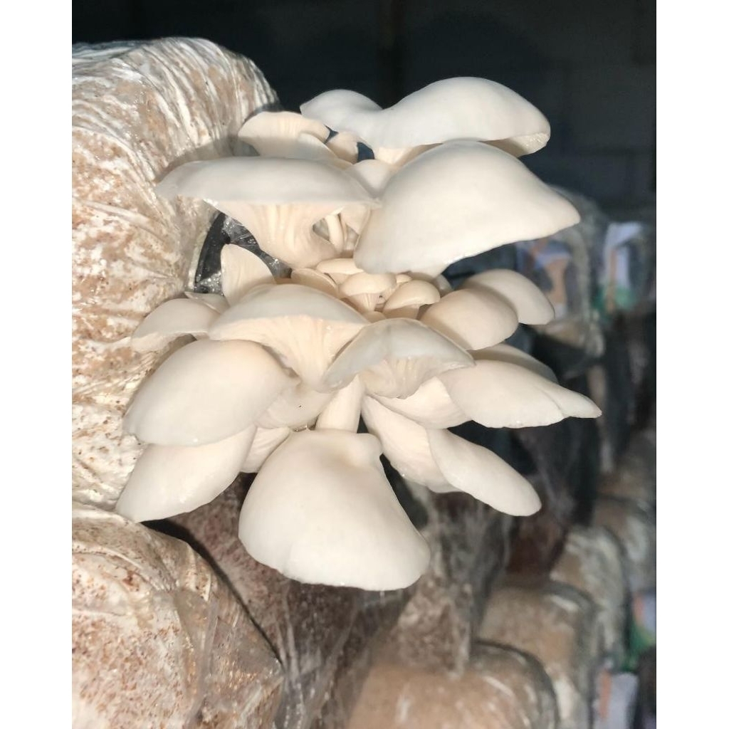 

Jamur Tiram || Fresh & Berkualitas || Kemasan 1KG