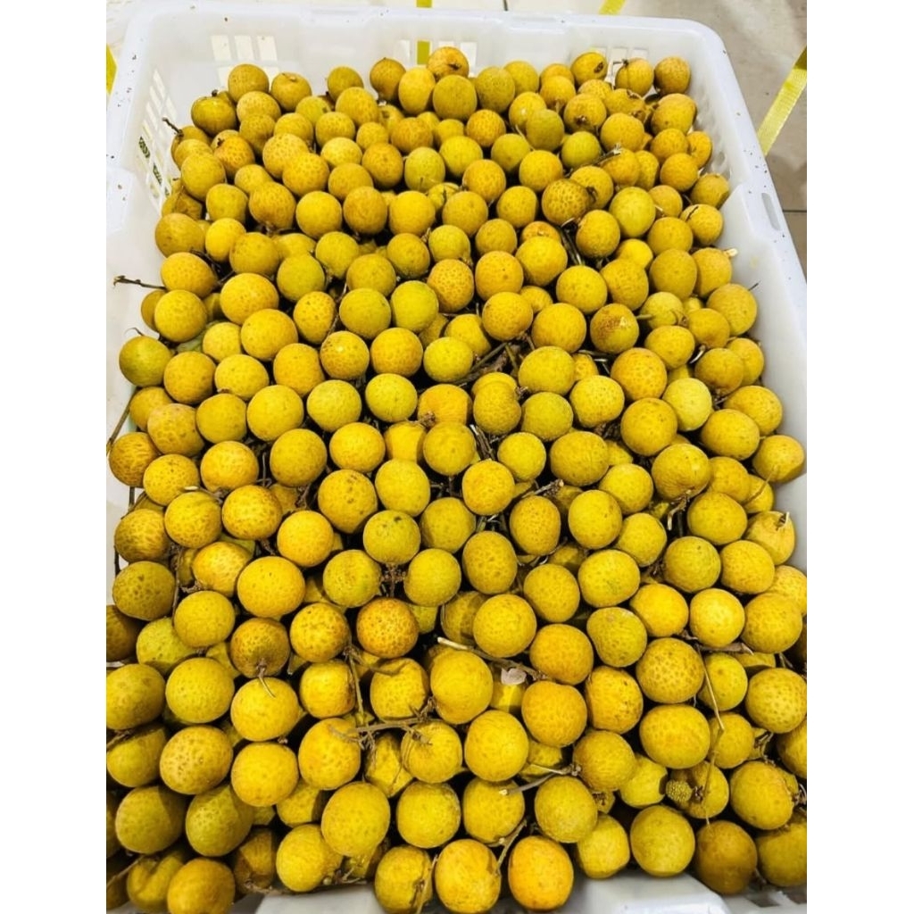 

Lengkeng Import Manis 1kg//500gr Bangkok