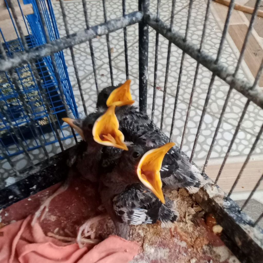 jalak kebo anak Lolohan jinak