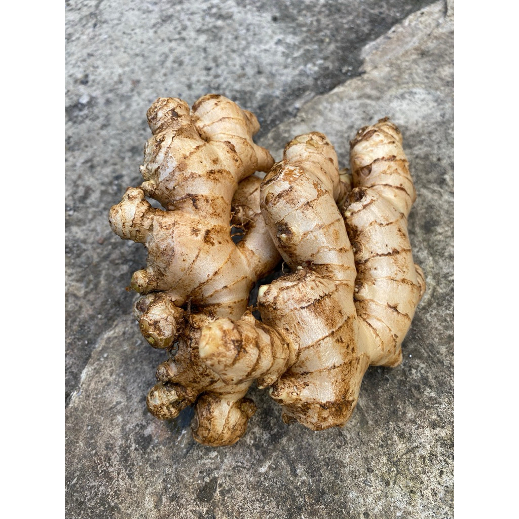 

JAHE PUTIH/JAHE GAJAH UKURAN BESAR