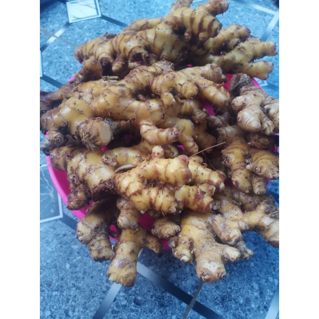 

lempuyang segar fresh 500grm