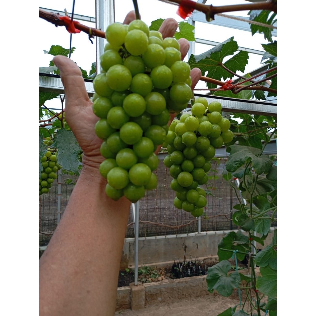bibit anggur TAMAKI tinggi RS SO4 (manis, jeli, Genjah)