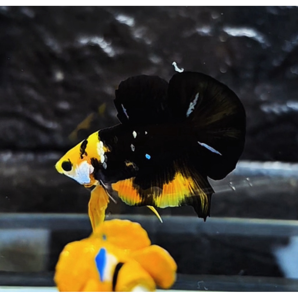 Cupang Bumblebee Bagus