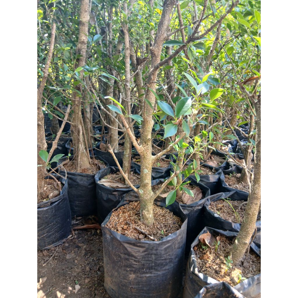 bahan bonsai bonggol kimeng