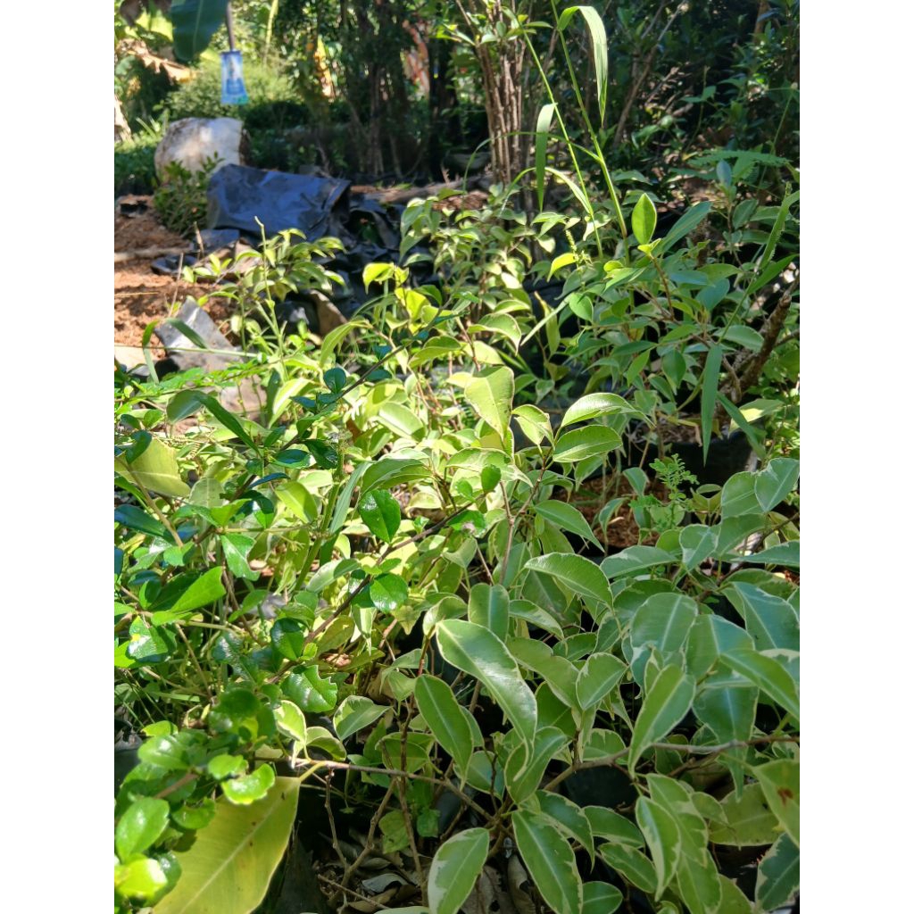 bahan bonsai bibit beringin varigata