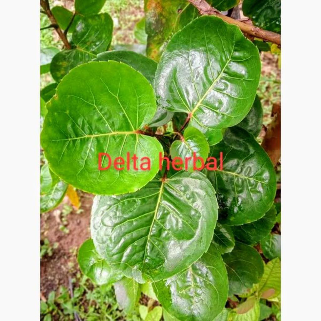 

daun mangkokan segar