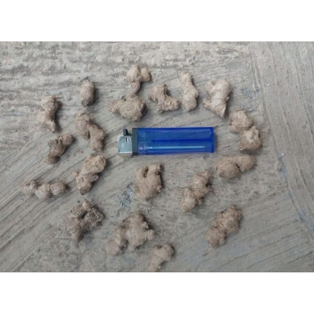 

jahe emprit pritilan alias kecil2