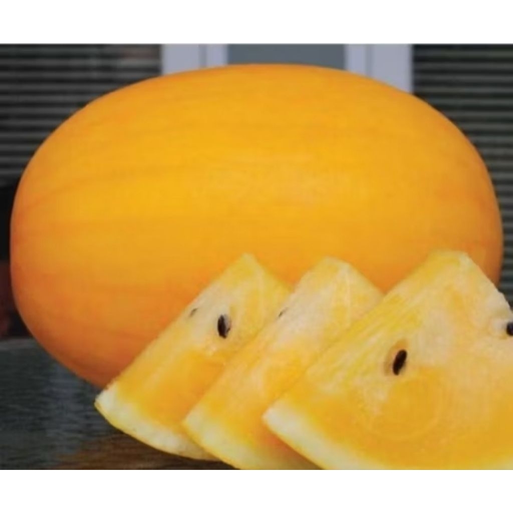 

biji semangka golden kuning isi 10 biji dengan kwalitas bagus