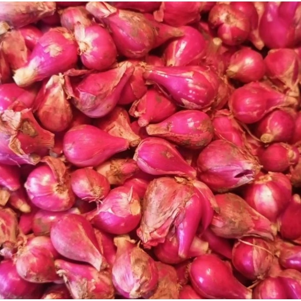 

bawang merah 500 gr pilihan dan segar