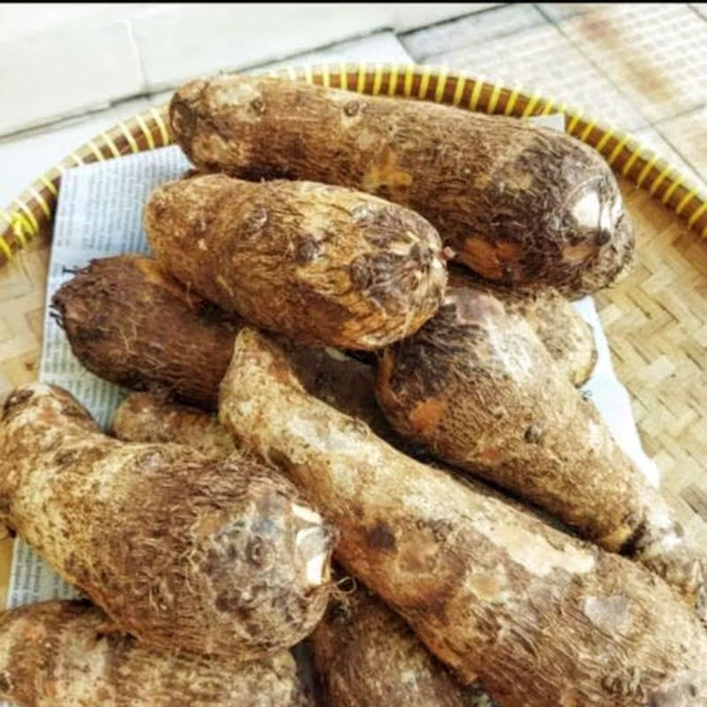 

umbi talas kimpul umbi talas bogor 1kg