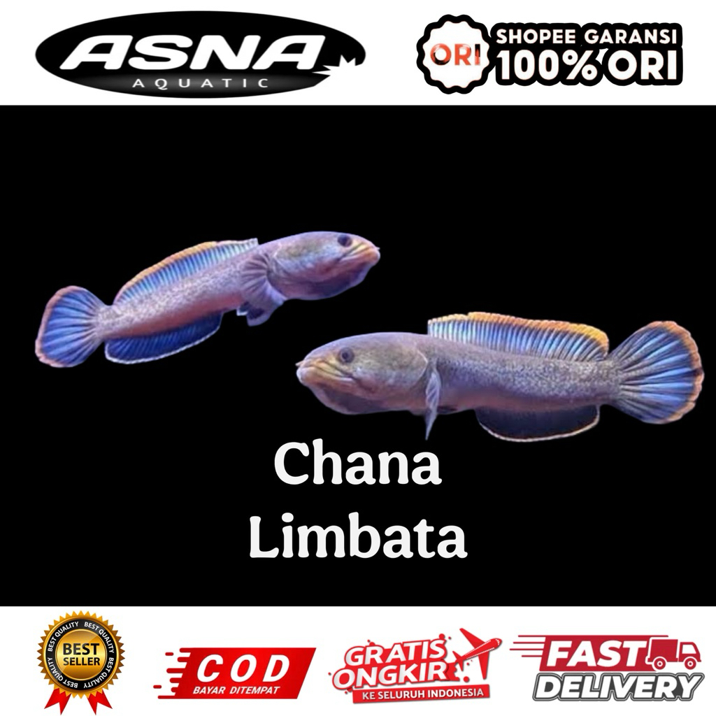 kebutuhan aquarium chana limbata