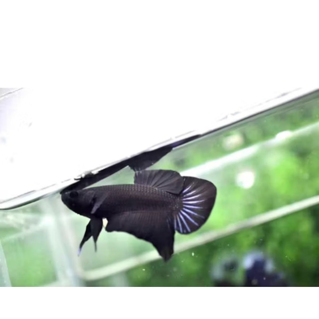 Cupang blaking/bagan