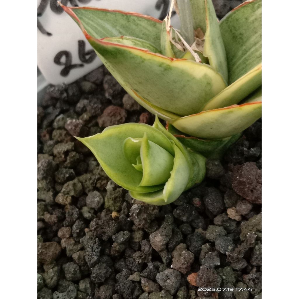 sansevieria pagoda variegata / tanaman hias / lidah mertua / tanaman sekulen / tanaman kaktus / tana
