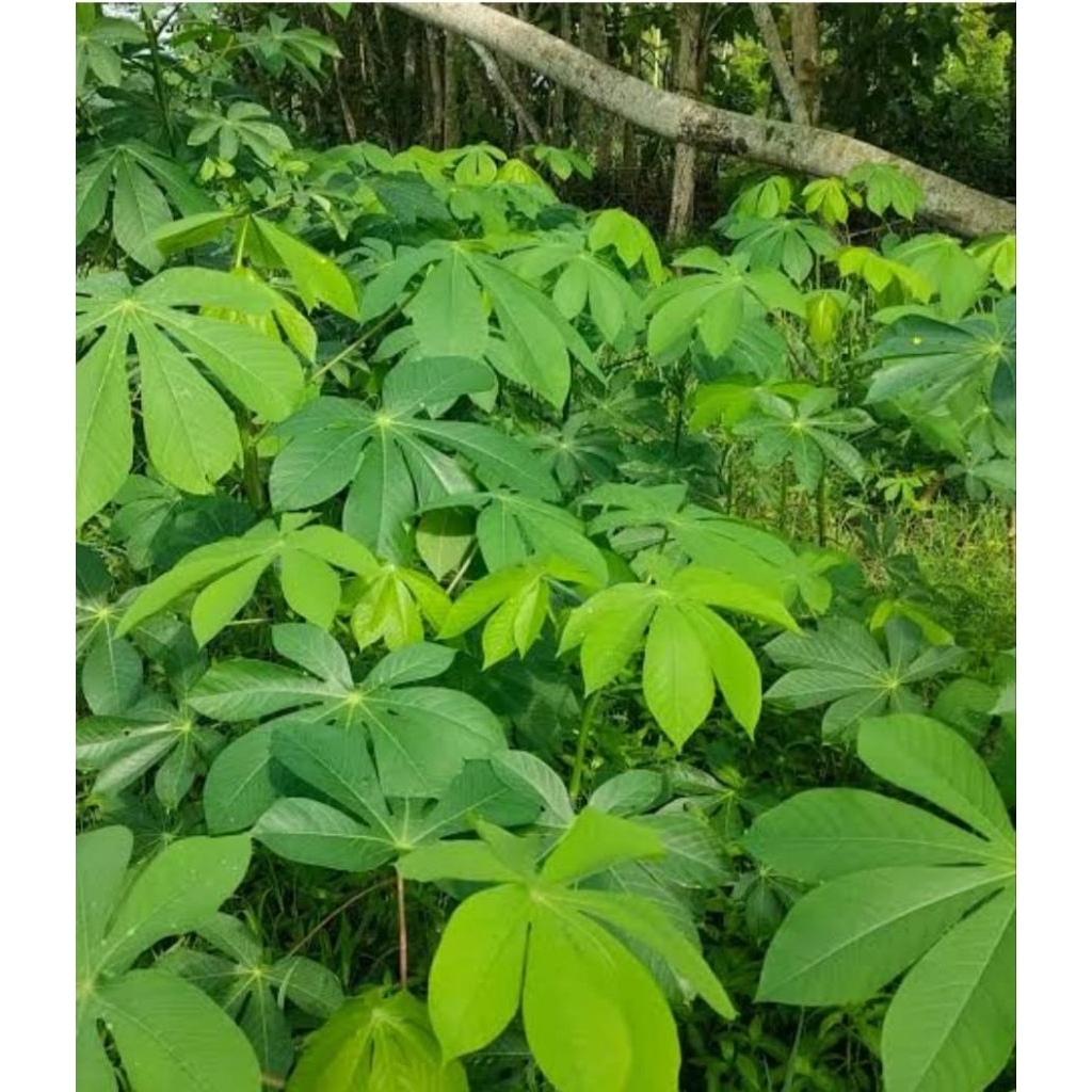 

Daun Singkong syur segar alami per ikat