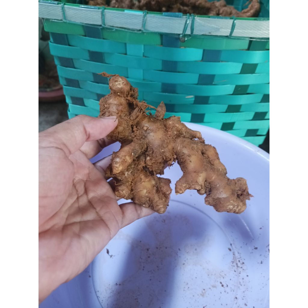 

Jahe Emprit Belum Dicuci