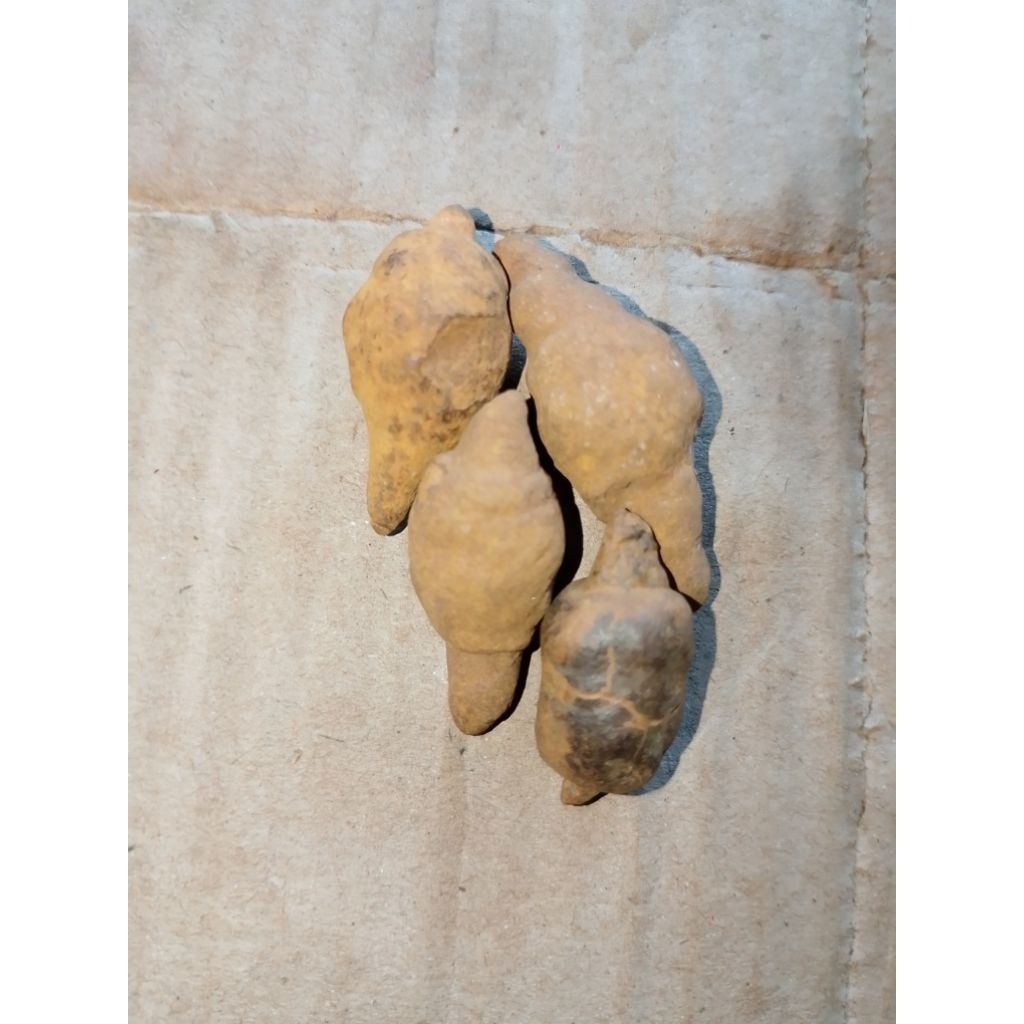 batu unik sodo lanang asli alami jual perpcs