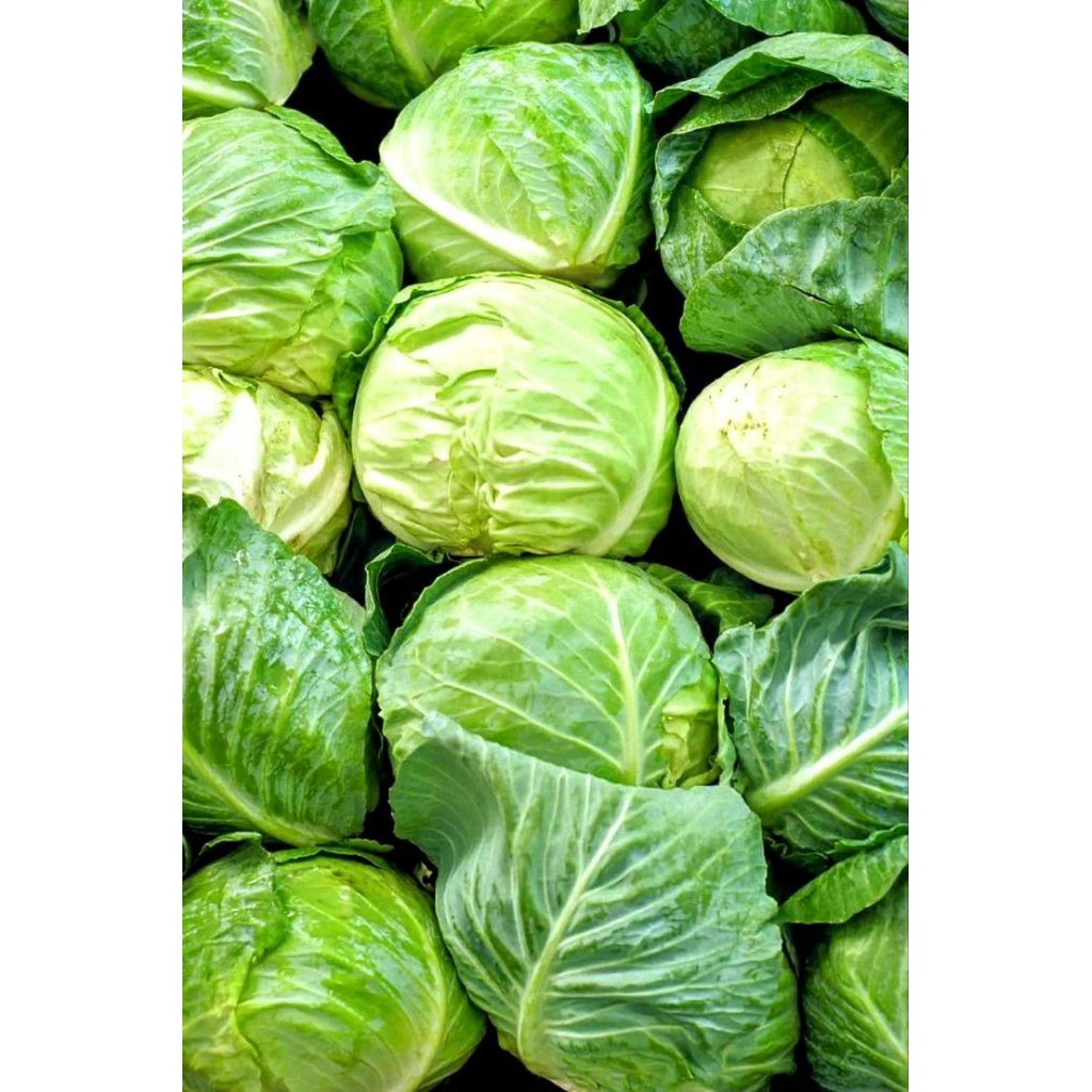 

kol fresh 1 kg / kubis/ kol untuk sayuran