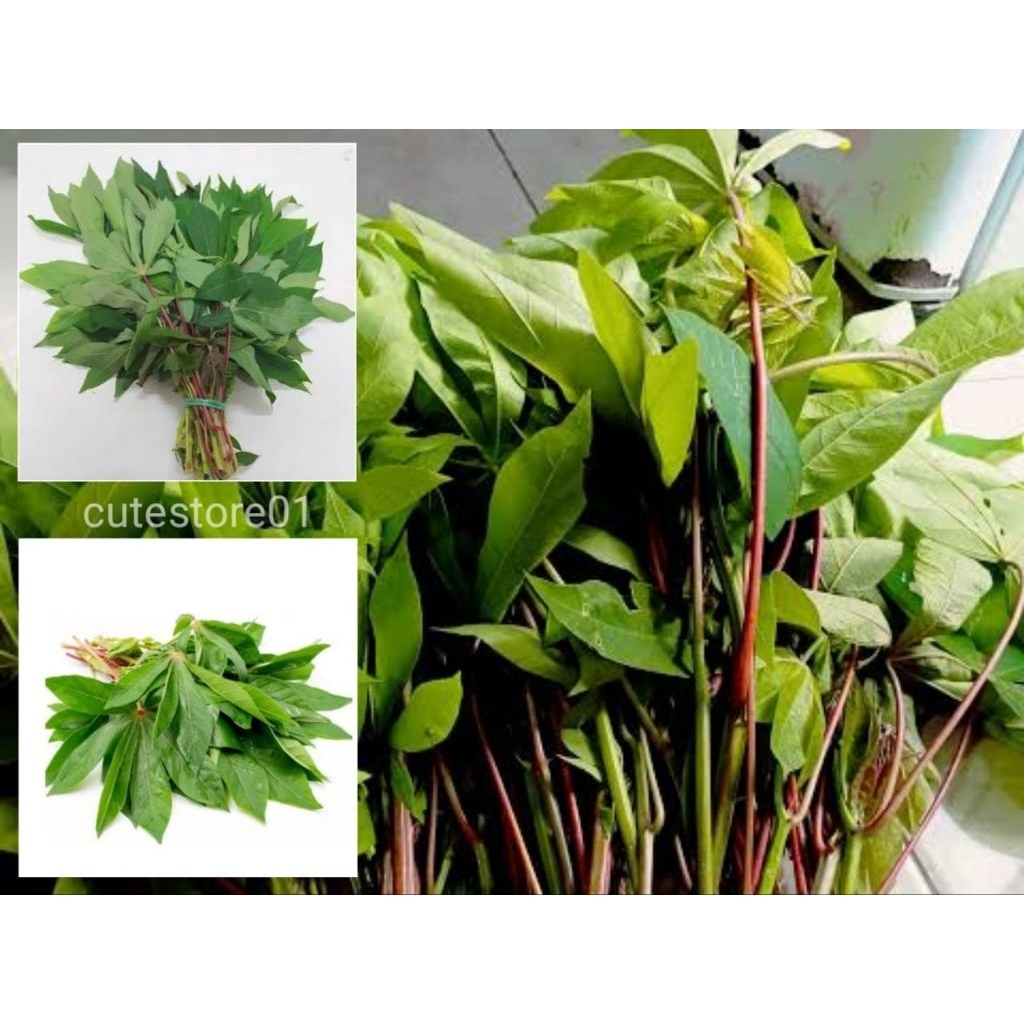 

Daun Singkong Sayur 250gram Termurah