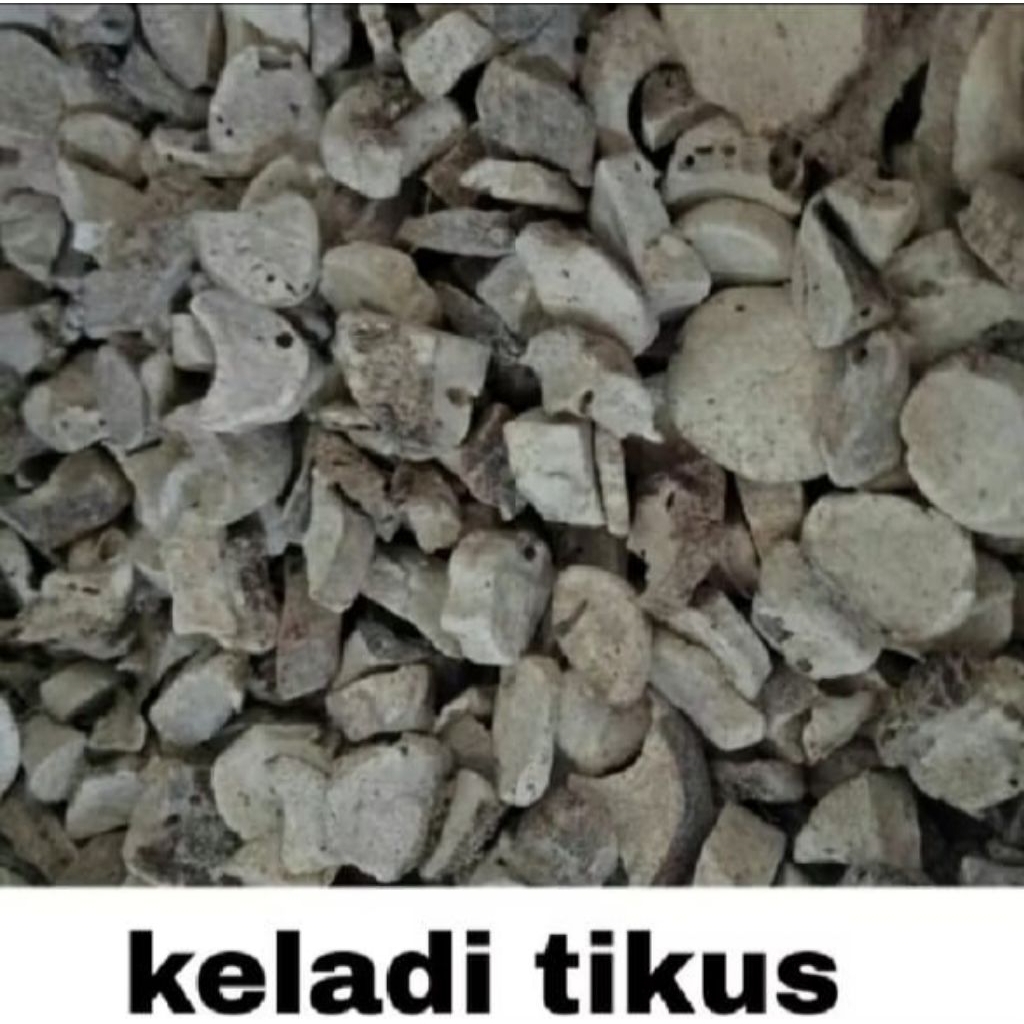 

KELADI TIKUS 1KG