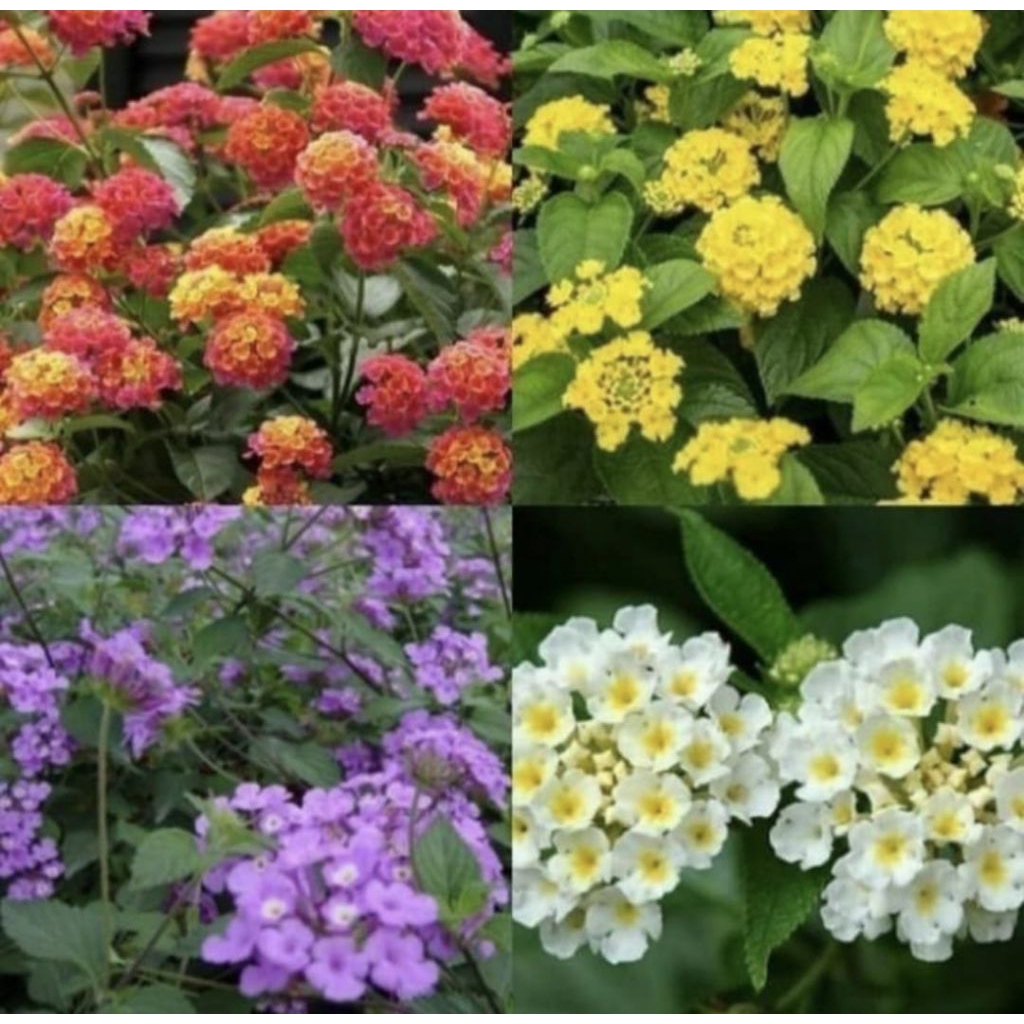 Paket Hemat 4 Pohon Lantana Beda warna Bunga Tanaman Hias Pohon Lamtana