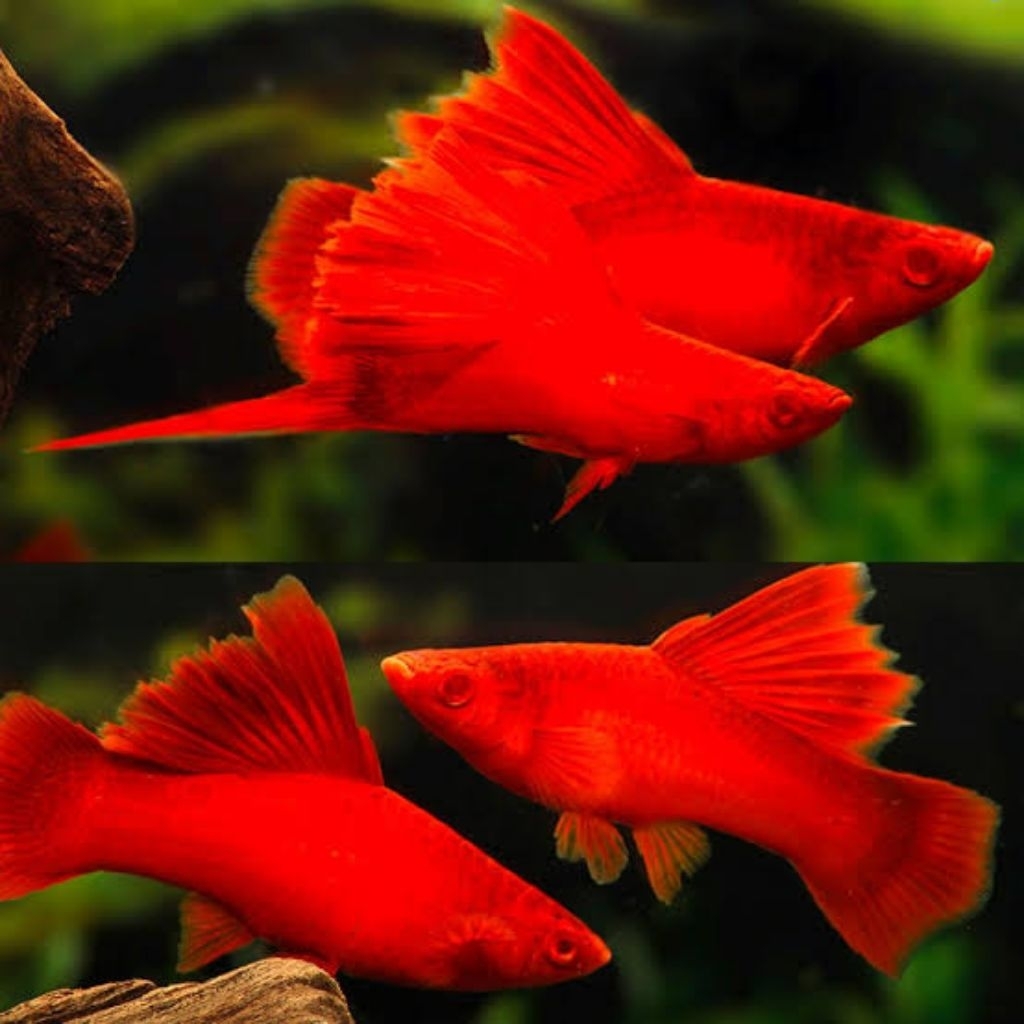 pembersih aquarium bloodred firecracker swordtail