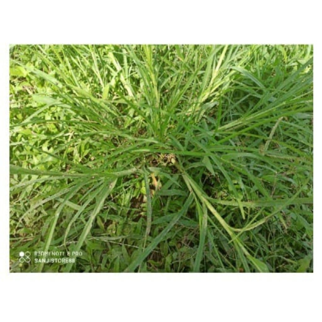 

DAUN BELULANG/DAUN JAMPANG/JAGOANper biji