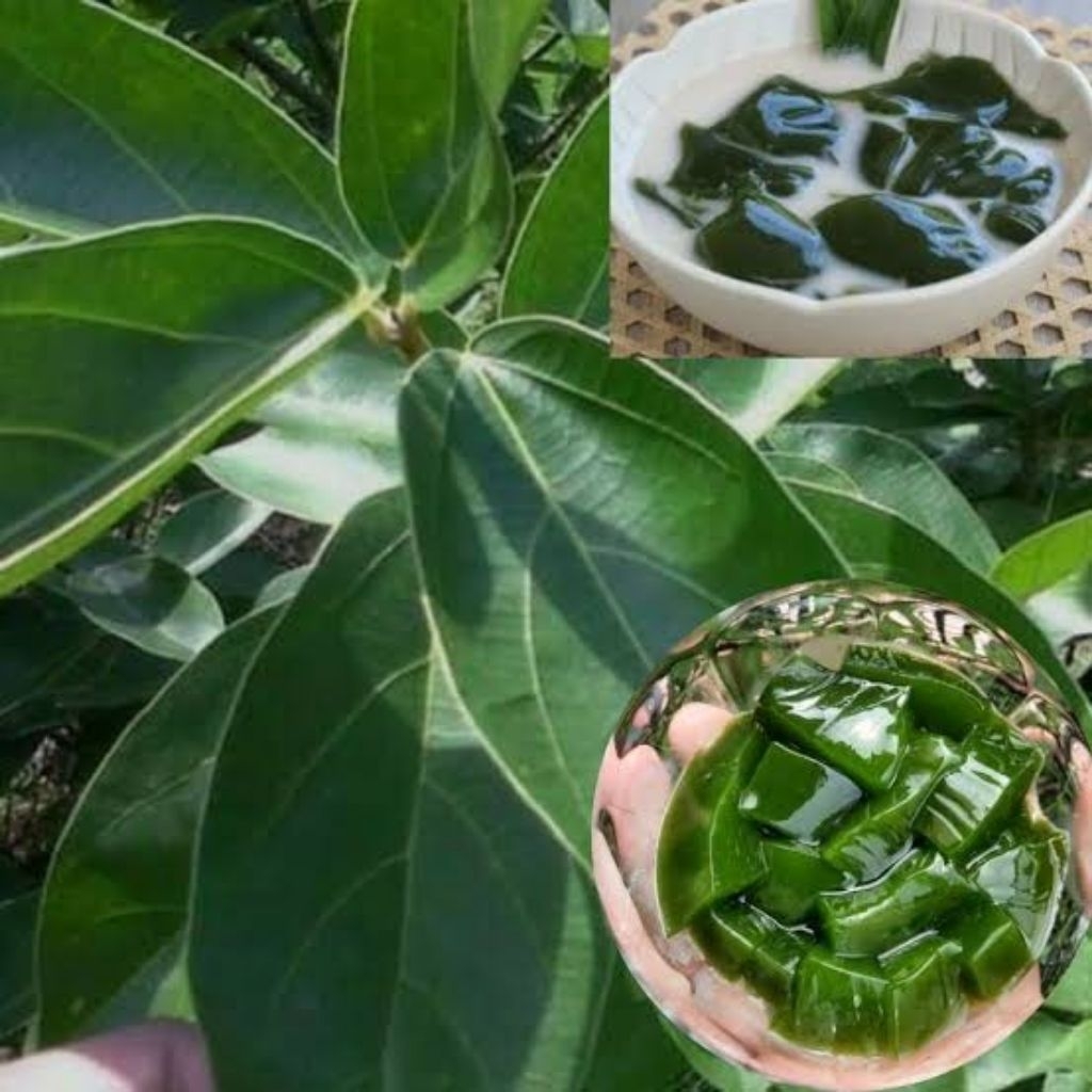 

daun cincau hijau segar / daun cincau rambat fresh pesan langsung petik dari tanaman