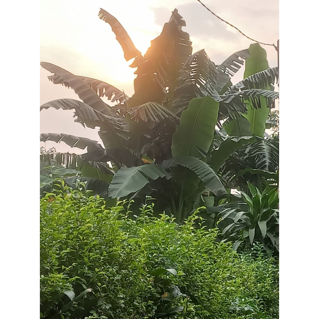 

pisang kapok ( manis )