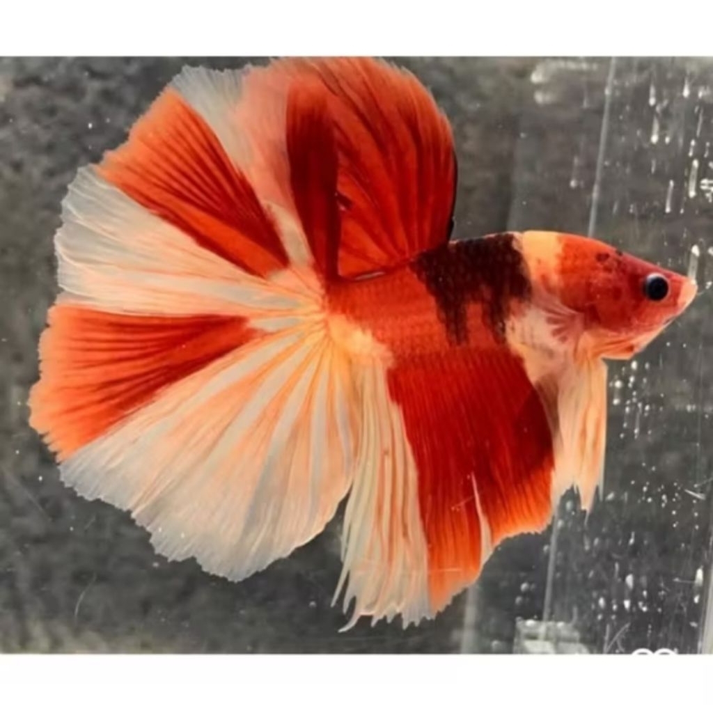 Cupang Halfmoon Nemo