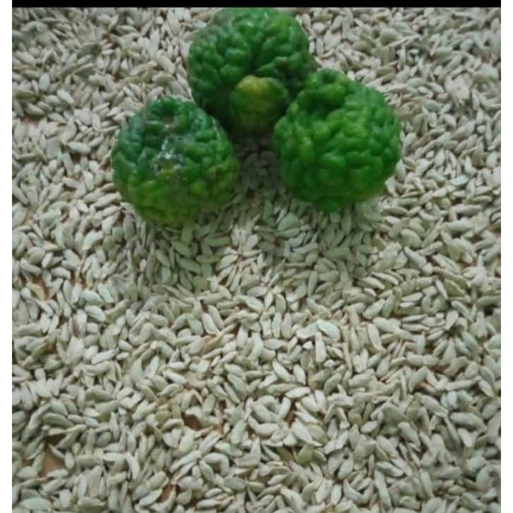 

benih biji jeruk purut per biji