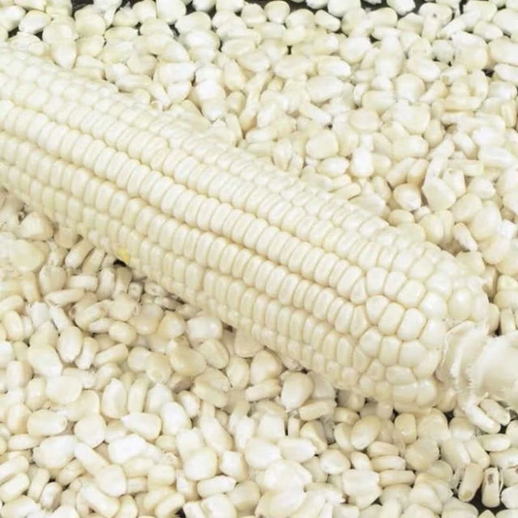 biji benih jagung pulut putih