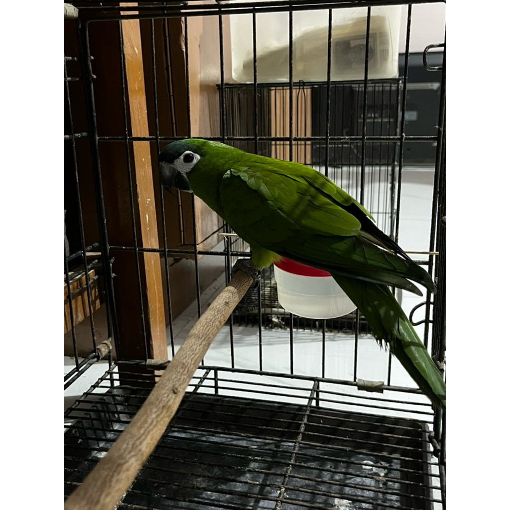 HANS MACAW DNA JANTAN