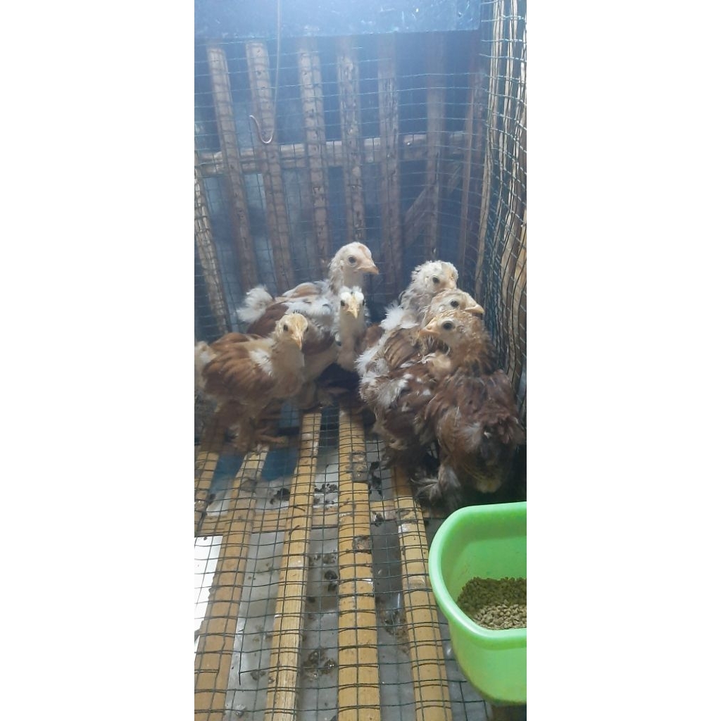

Ayam Bantam Cochin / Ayam BC