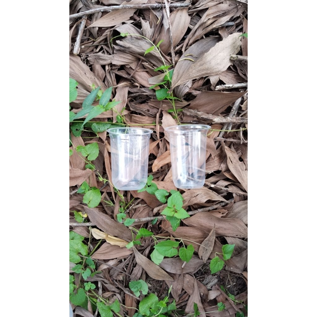 cup 16oz oval + printing (GP)