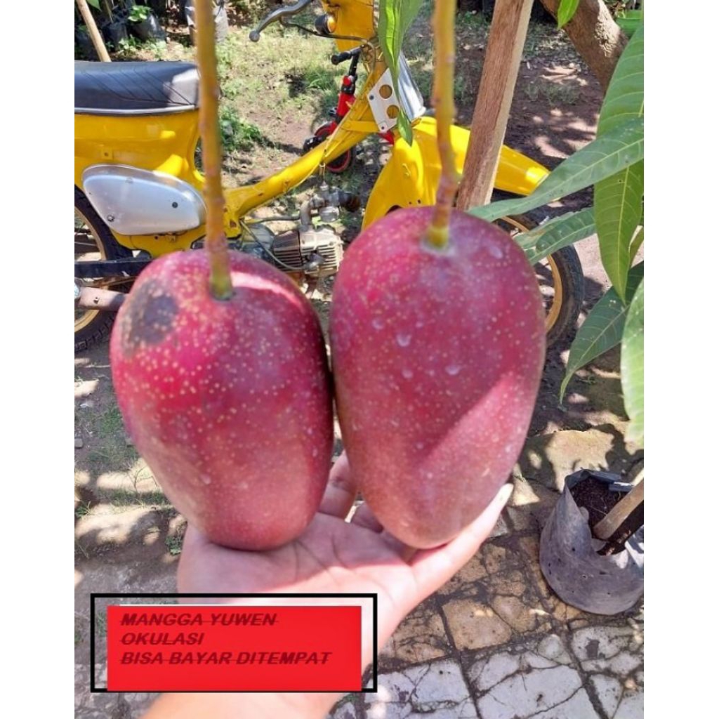 BIBIT MANGGA YUWEN 6