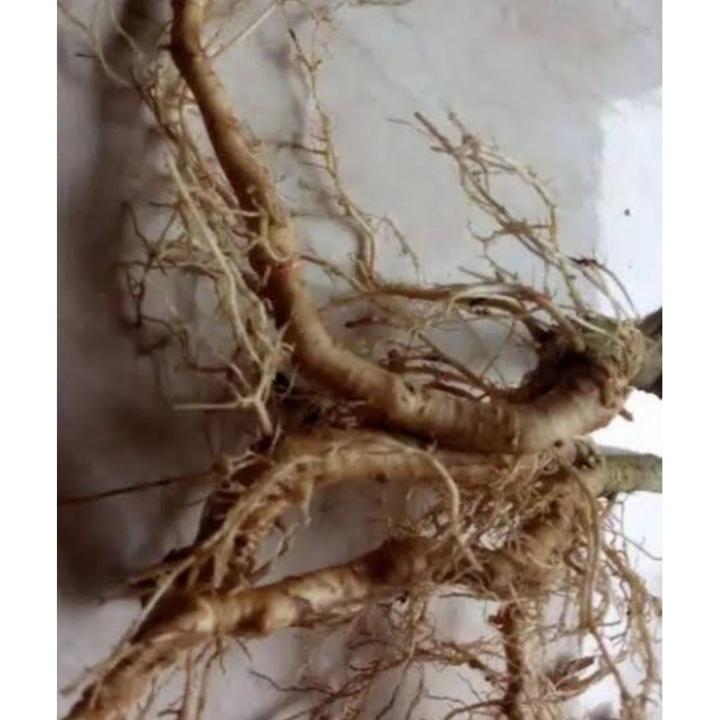 

Akar pohon takokak segar berkualitas 100 gram