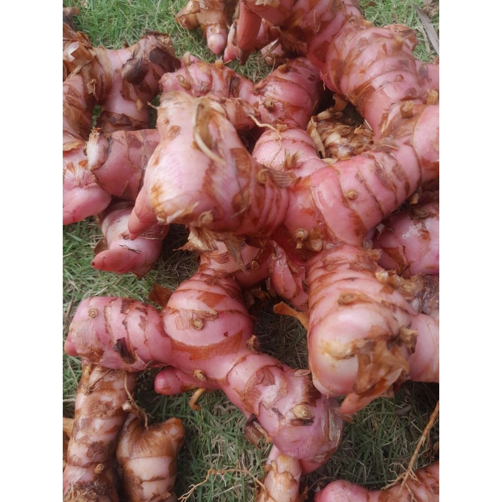 

lengkuas MERAH segar 1kg