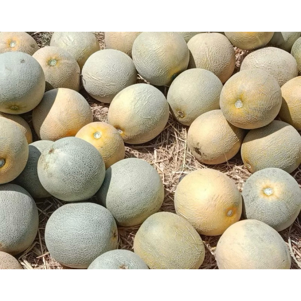 

BUAH MELON MADU MANIS