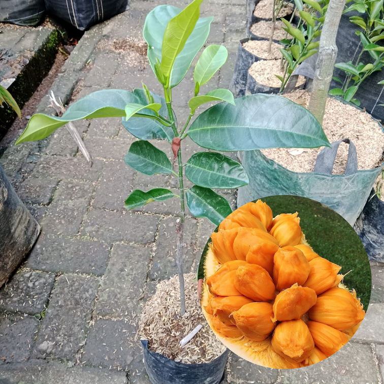 Bibit Buah Cempedak| Nangka Cempedak| BIbit Buah